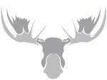 Northern Moose